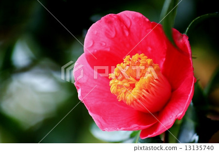 One-ring rustic pink camellia that blooms while wet with droplets 13135740