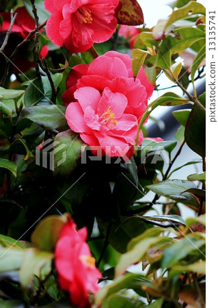 Red camouflage camellia wet in the rain 13135741