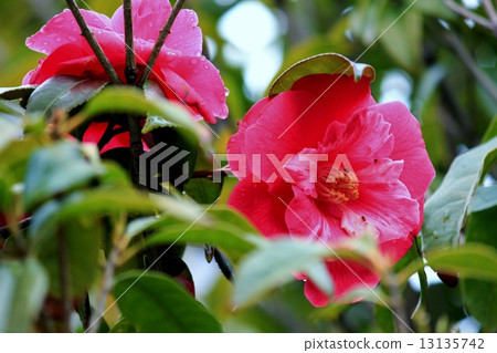 Red camellia of two wheels getting wet with dripping droplets 13135742