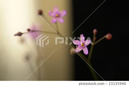 Hazelan flowers Hazelan flowers 13135948