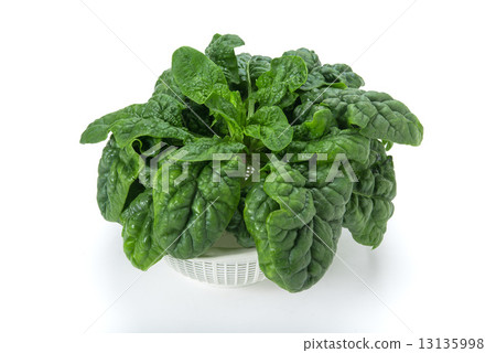 小雞菠菜 小雞菠菜 13135998