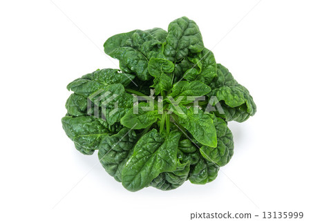 小雞菠菜 小雞菠菜 13135999