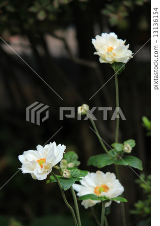Shumayigiku with a beautiful standing appearance Shumayigiku with a beautiful standing appearance 13136154