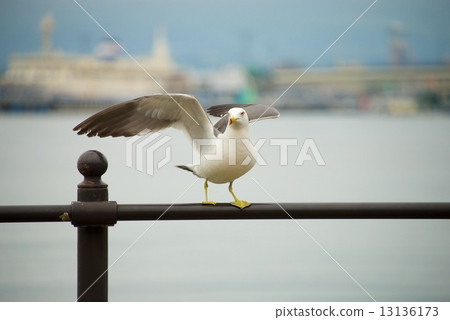 Seagull spreading wings 13136173