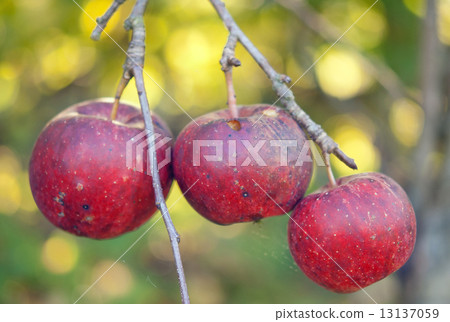 three apples three apples 13137059