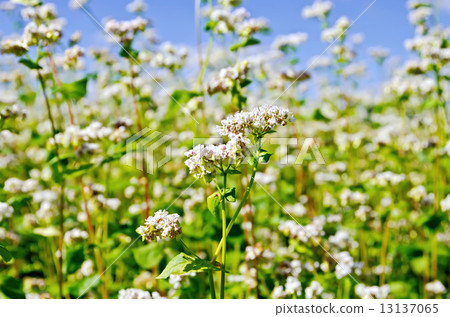 Buckwheat blooming sky 13137065