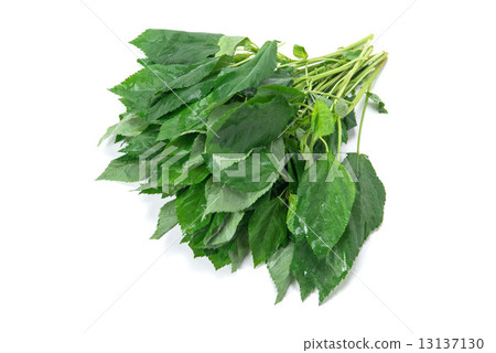 Moroheija Moroheija 13137130