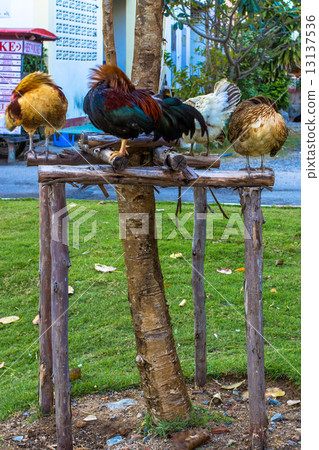 Chickens on the grass and wooden stick Chickens on the grass and wooden stick 13137536