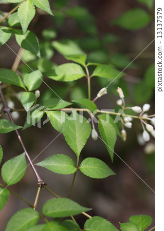 Mitsuba southern leaves Mitsuba southern leaves 13137579