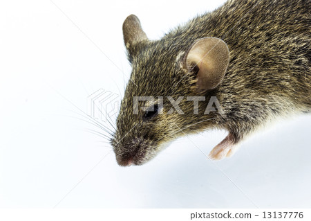 Dead rat Dead rat 13137776