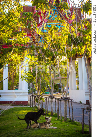 mating dogs on the grass mating dogs on the grass 13137803