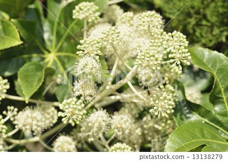 第八隻手 13138279