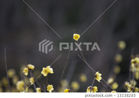 春天的呼吸_排白 13138283