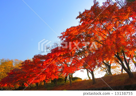 Autumn leaves of Musashino Park Autumn leaves of Musashino Park 13138755