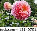 Dahlia Pink 13140751