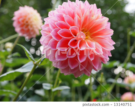 Dahlia Pink 13140751