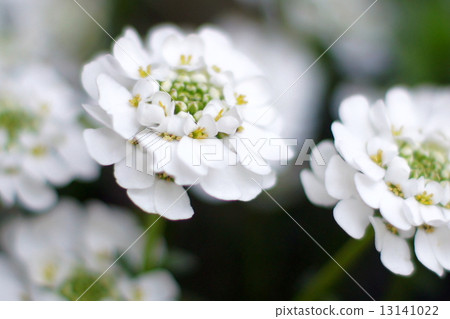 伊比利斯喜歡下雪 13141022