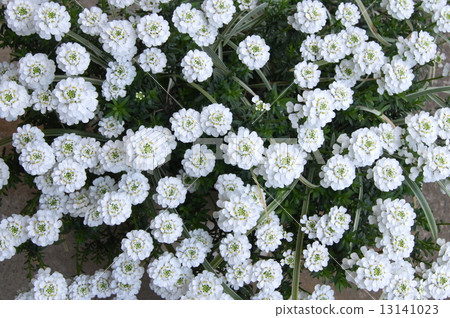 伊比利斯喜歡下雪 13141023