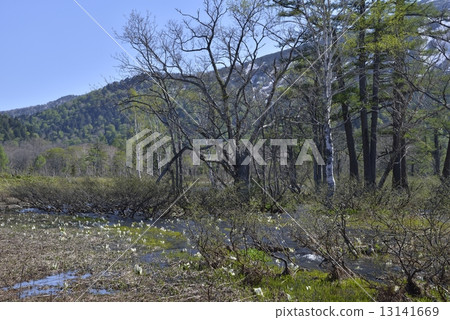 尾瀨 尾瀨 13141669