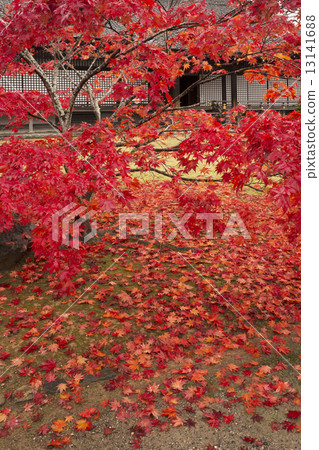 秋天風景京都禪宗寺廟 13141688