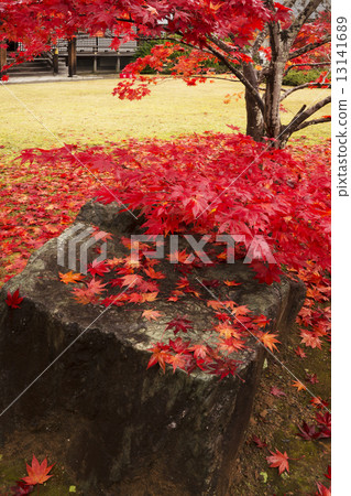 秋天風景京都禪宗寺廟 13141689