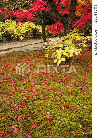 Autumn scenery Kyoto Zen temple 13141701