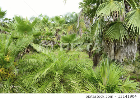 Jungle Jungle 13141904