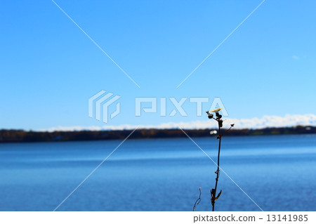 加拿大 加拿大人 花朵 13141985