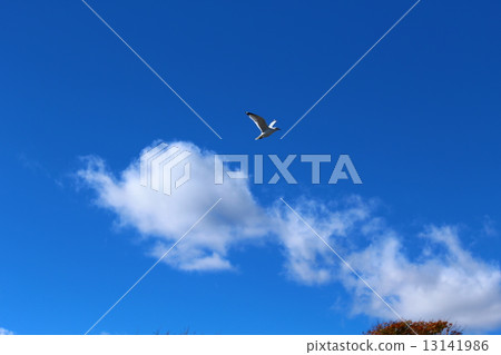 鳥兒 鳥 加拿大 13141986