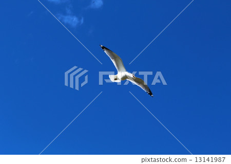 鳥兒 鳥 天空 13141987
