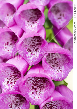 Violet campanula flower 13142096