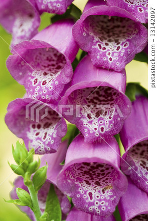 Violet campanula flower 13142097