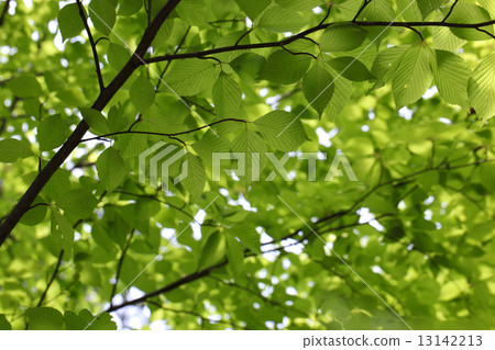 Wild leaves of azuki bean Wild leaves of azuki bean 13142213