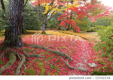 京都秋天的Shogakuin Rikyu 13142238