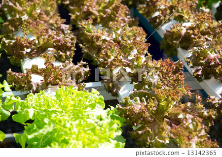 Hydroponics vegetable farm 13142365