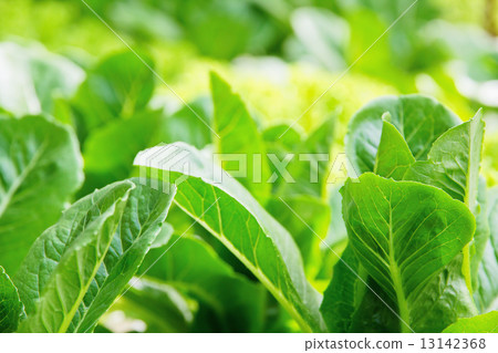 Hydroponics vegetable farm 13142368