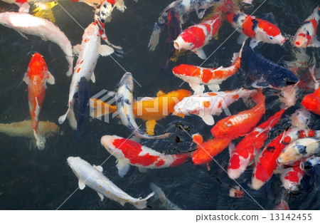 一組Nishikigoi 13142455