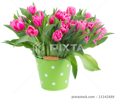 bouquet of multicolored   tulip flowers in white pot 13142889