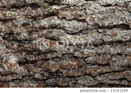 Pine Bark Surfaces Texture 4 13143294