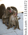 猴子 13143872