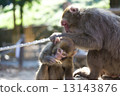 猴子 13143876
