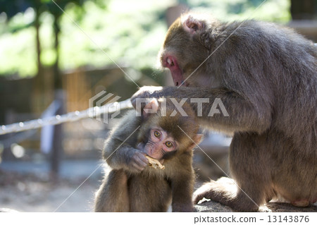 猴子 13143876