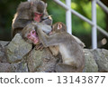 猴子 13143877
