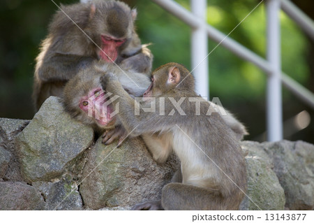 Monkey Monkey 13143877