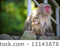 猴子 13143878