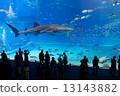 水族館 13143882