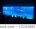 水族館 13143883