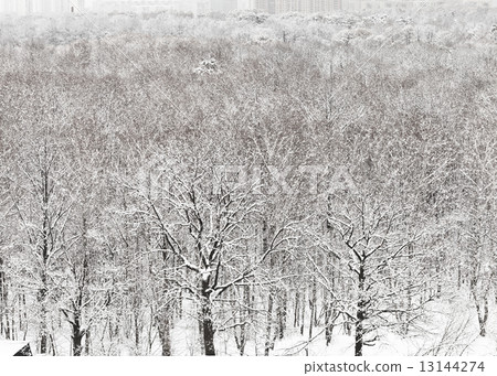 snowbound urban park in winter 13144274