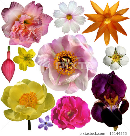 Set of Different Flowers Isolated on White Set of Different Flowers Isolated on White 13144353