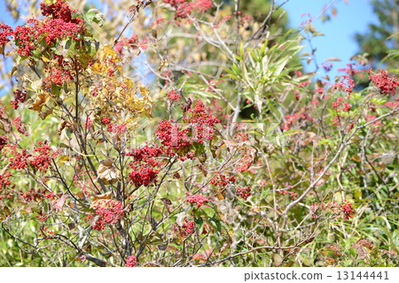 Viburnum 13144441